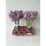 Lathyrus Lillhernes Blue Wedding 40-50cm