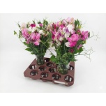 Lathyrus Lillhernes MIX 40-45cm