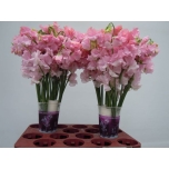 Lathyrus Lillhernes Parfum Pink 40cm