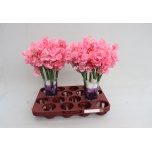 Lathyrus Lillhernes Winter Sunshine Pink 30-35cm