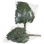 Leatherleaf Nahkleht (pk)