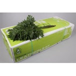 Leatherleaf Nahkleht (pk)