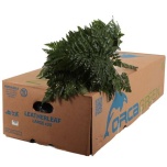 Leatherleaf Nahkleht (pk)