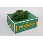 Leatherleaf Nahkleht (pk)