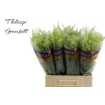 Lepidium Litterhein Green Bell 60cm