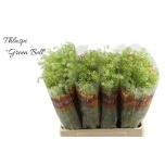 Lepidium Litterhein Green Bell 60-65cm