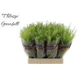 Lepidium Litterhein Green Bell 60-65cm