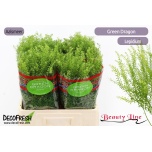 Lepidium Litterhein Green Dragon 60cm