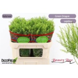 Lepidium Litterhein Green Dragon 70cm