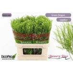Lepidium Litterhein Green Dragon 80cm