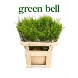 Lepidium Litterhein Green Bell 70-75cm