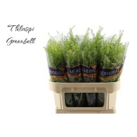 Lepidium Litterhein Green Bell 70-75cm