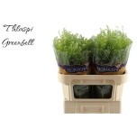 Lepidium Litterhein Green Bell 70-75cm