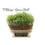 Lepidium Litterhein Green Bell 70-75cm