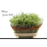 Lepidium Litterhein Green Bell 80cm
