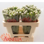 Leucadendron Valgepuu Jade Pearl 50cm