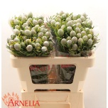 Leucadendron Valgepuu Jade Pearl 50cm