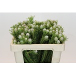 Leucadendron Valgepuu Jade Pearl 50cm