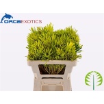 Leucadendron platyspermum Valgepuu 50cm