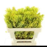 Leucadendron platyspermum Valgepuu 50cm
