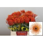 Leucospermum Nõelakera Gold Dust 40cm*5