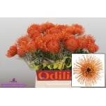 Leucospermum Nõelakera Gold Dust 50cm*10