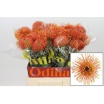 Nutans Leucospermum Nõelakera Gold Dust 50cm*5