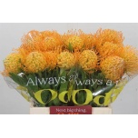 Leucospermum Nõelakera Jelena 40cm*5