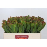 Leucadendron Valgepuu Laurel Yellow 50cm