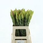Leucadendron Procerum Valgepuu 50cm