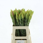 Leucadendron Valgepuu procerum 60cm
