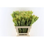 Leucadendron Valgepuu procerum 60cm