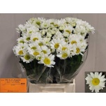 Leucanthemum Härjasilm Rheinblick / Rhine View 60cm