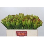Leucadendron Valgepuu Safari Goldstrike 50cm