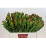 Leucadendron Valgepuu Safari Goldstrike 60cm