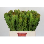 Leucadendron Valgepuu Safari Goldstrike 60cm