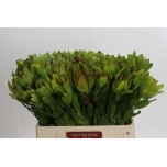 Leucadendron Valgepuu Safari Goldstrike 60cm