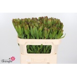 Leucadendron Valgepuu Safari Goldstrike 70cm