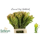 Leucadendron Valgepuu Safari Goldstrike 70cm