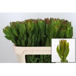 Leucadendron Valgepuu Safari Goldstrike 70cm