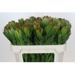 Leucadendron Valgepuu Safari Goldstrike 70cm