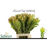 Leucadendron Valgepuu Safari Goldstrike 70cm