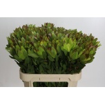 Leucadendron Valgepuu Safari Goldstrike 80cm