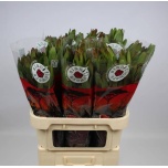 Leucadendron Valgepuu Safari Goldstrike 80cm