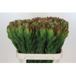 Leucadendron Valgepuu Safari Goldstrike 80cm