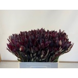 Leucadendron Valgepuu Safari Sunset 60cm