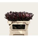 Leucadendron Valgepuu Safari Sunset 70cm