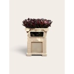 Leucadendron Valgepuu Safari Sunset 70cm