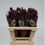 Leucadendron Valgepuu Safari Sunset 70cm