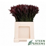 Leucadendron Valgepuu Safari Sunset 70cm
